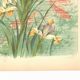Art Nouveau engraving from 1896 - Marsh Iris and Koi Carp - by Fraipont