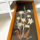 Vintage mountain edelweiss flower herbarium frame