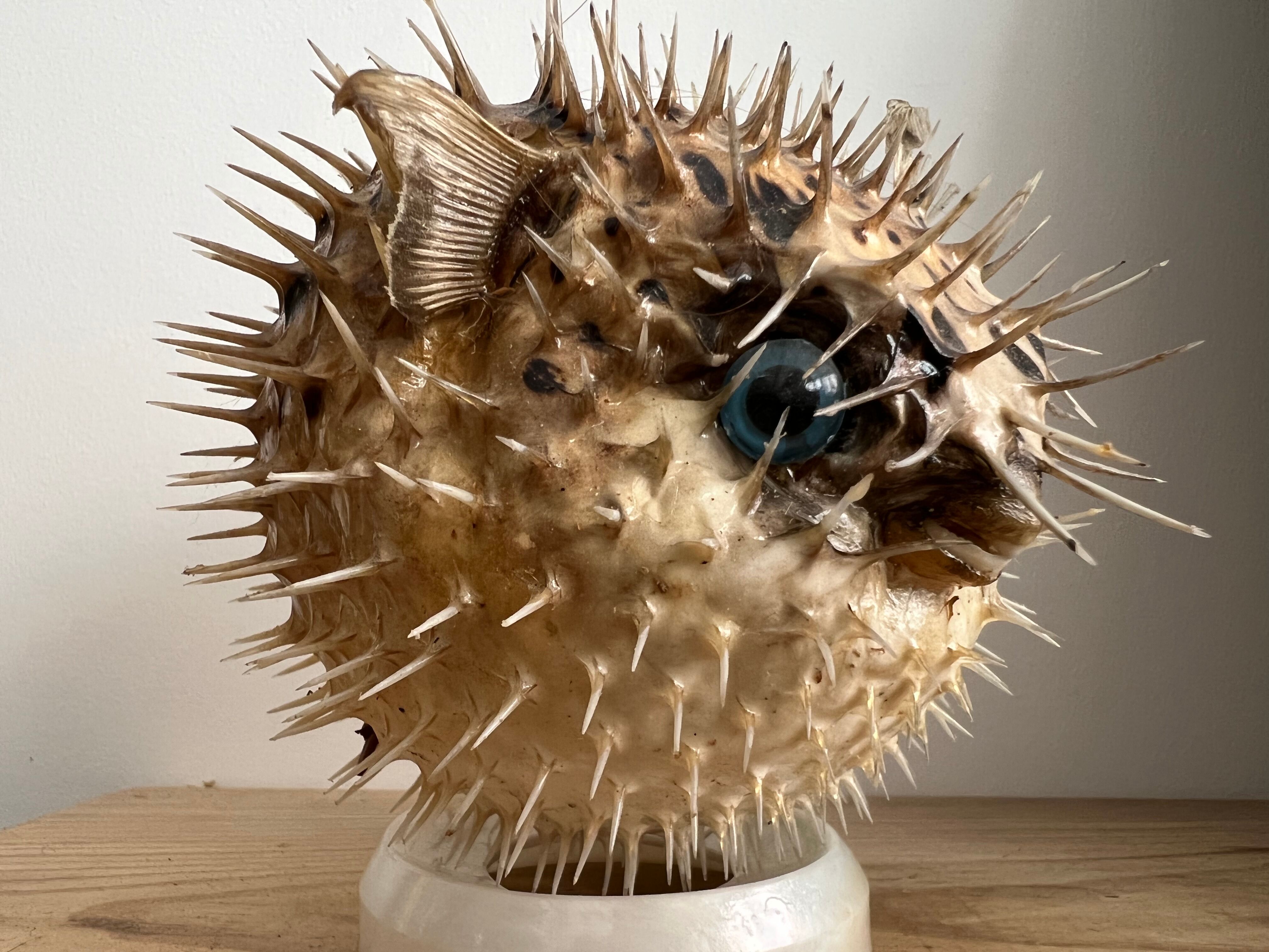 Naturalized diodon fish