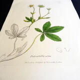 Botanical engraving, Potentilla alba, Sowerby, 1808, 22 x 13 cm