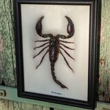 Scorpion naturalisé sous verre