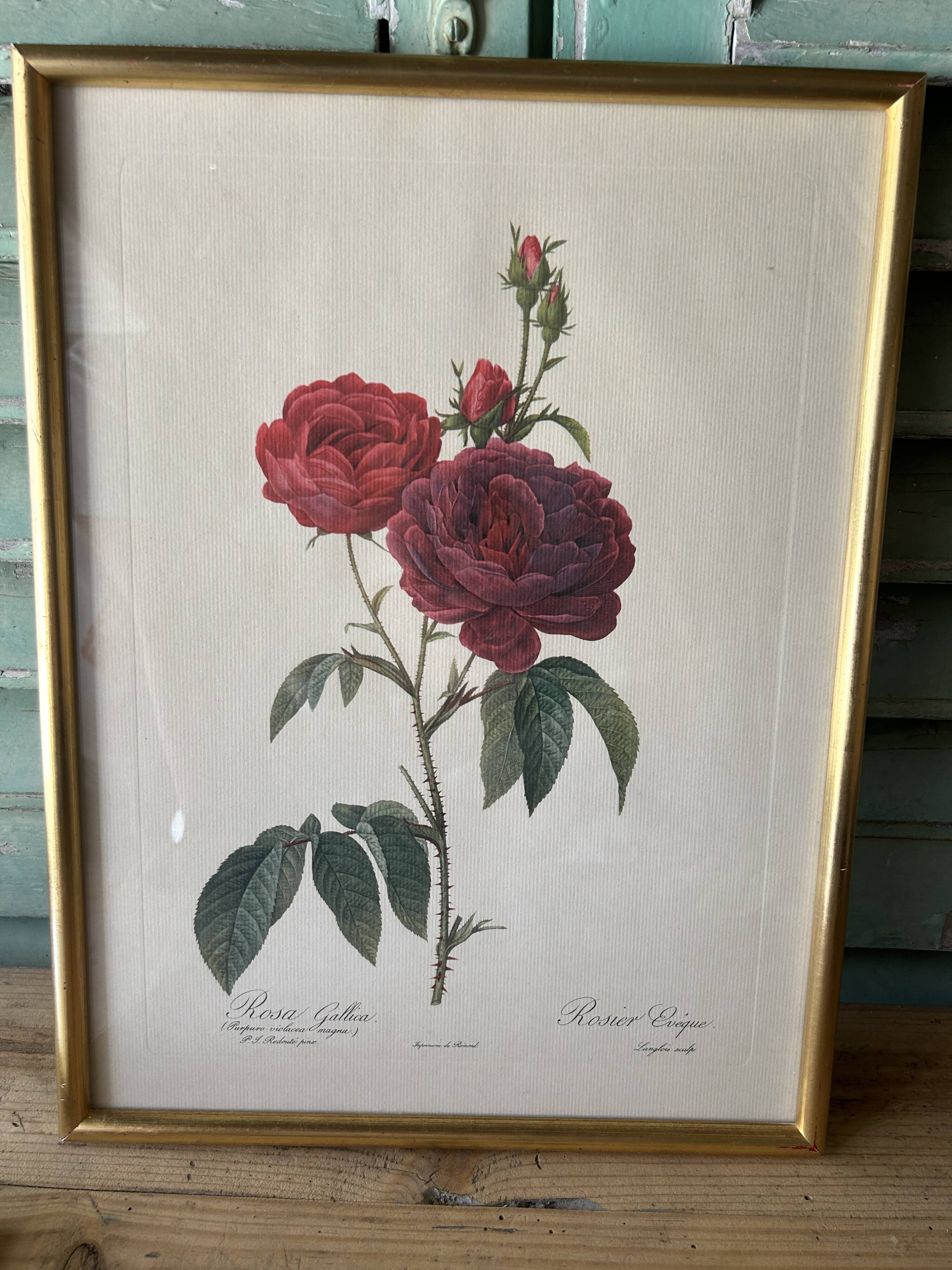 Paire de gravures Redouté