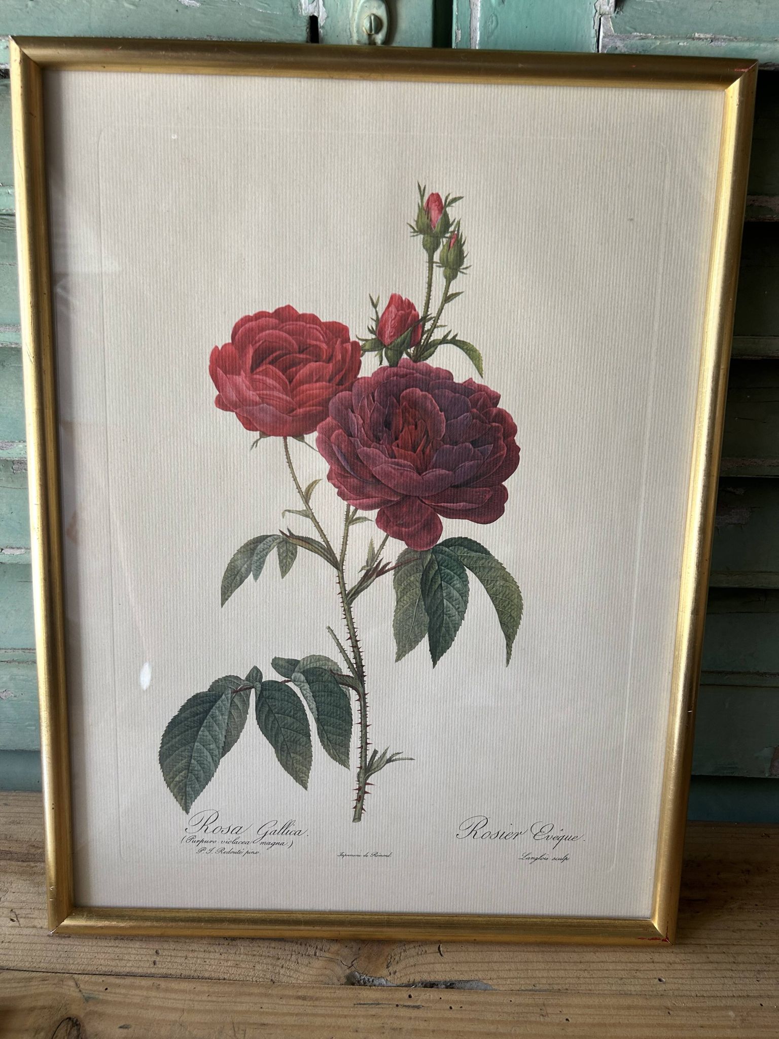 Paire de gravures Redouté