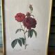 Paire de gravures Redouté