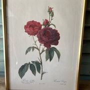 Paire de gravures Redouté