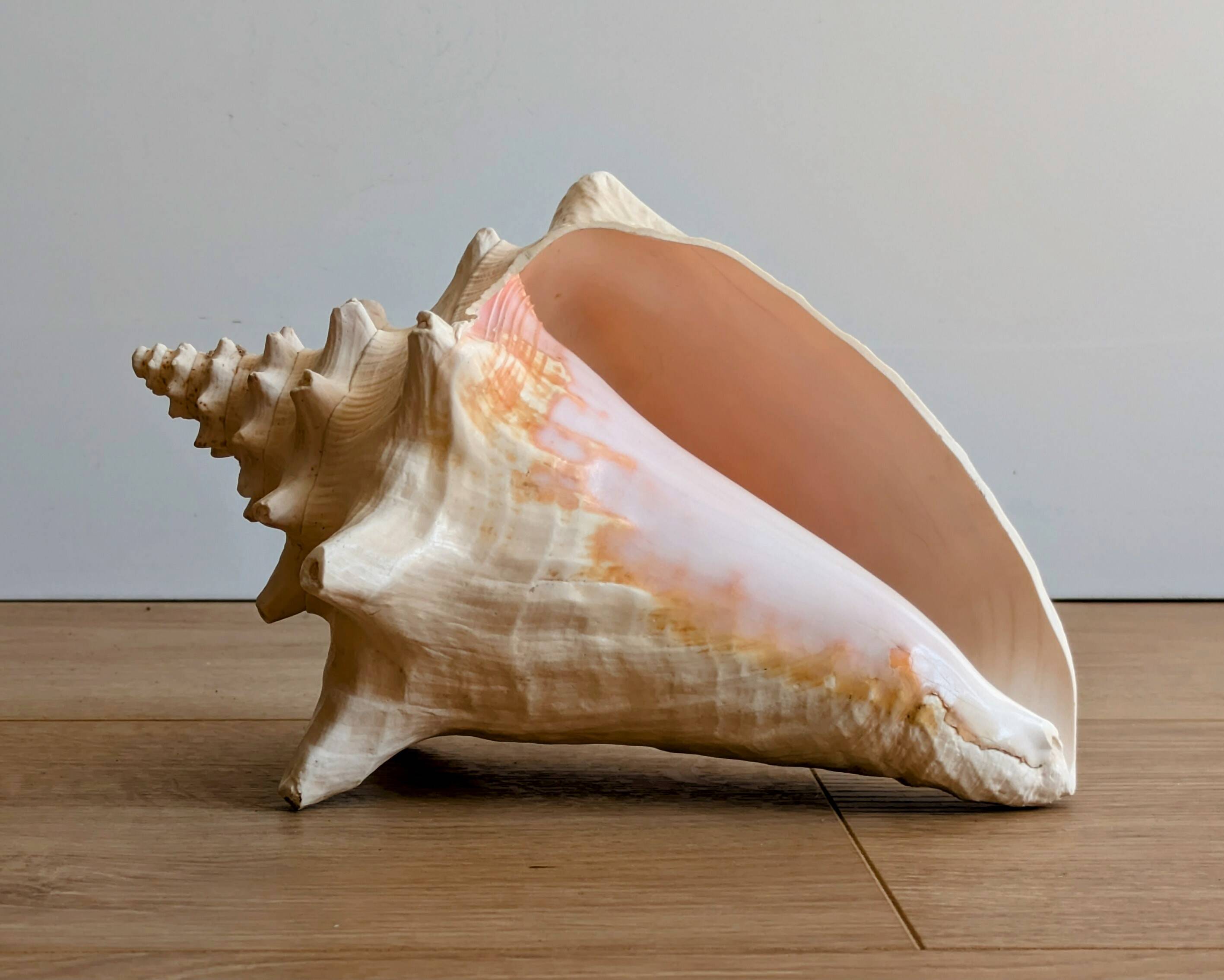 Conch Seashell - Lobatus gigas - 21 cm