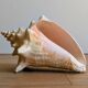 Conch Seashell - Lobatus gigas - 21 cm