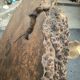 Table basse brutaliste en loupe d'orme massif 108 cm de diamètre