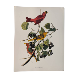 Planche oiseaux de J.J. Audubon - Tangara vermillon - Illustration zoologique et ornithologique