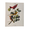 Bird board by JJ Audubon - Vermilion Tanager - Zoological and ornithological illustration