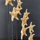 Cabinet of curiosities globe with starfish protoreaster nodosus