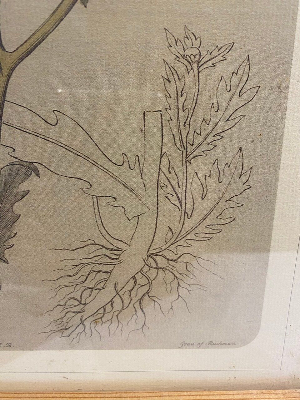 Two framed botanical boards, violets and chrysanthemums