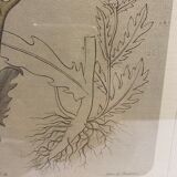 Two framed botanical boards, violets and chrysanthemums