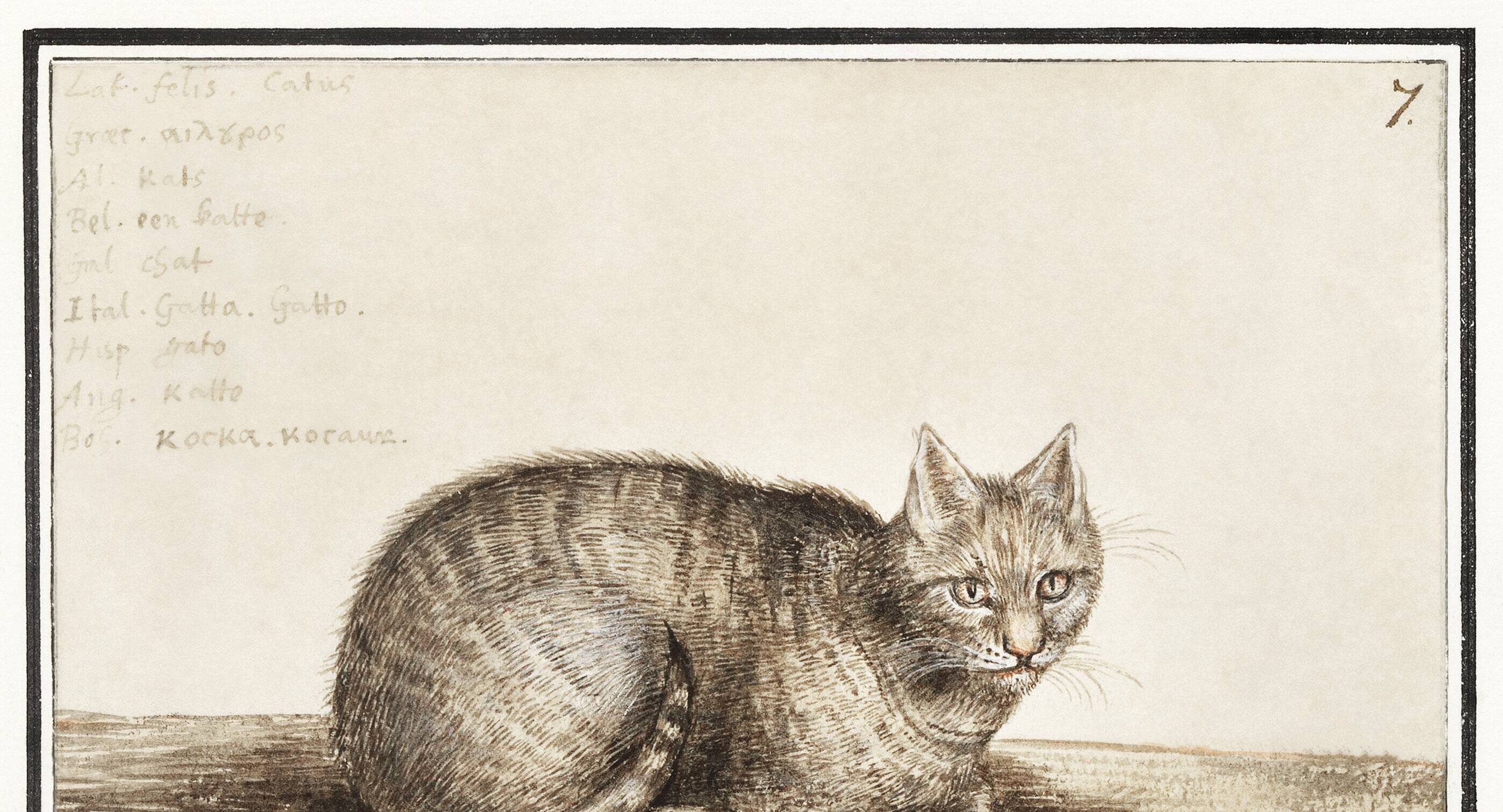 Small poster about the cat, after an old engraving from 1610.