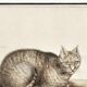 Small poster about the cat, after an old engraving from 1610.