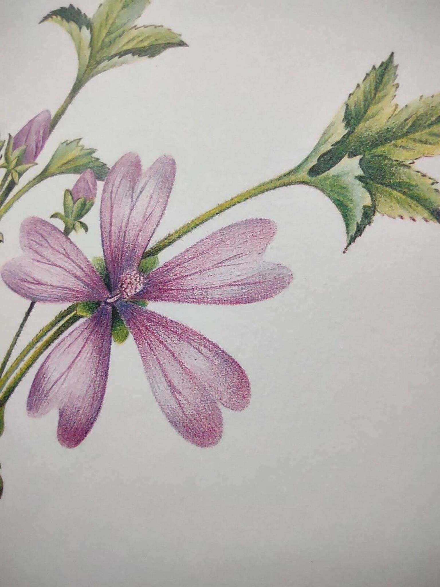 Botanical poster -Mauve- Illustration of medicinal plants and herbs by Michaud