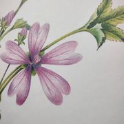 Botanical poster -Mauve- Illustration of medicinal plants and herbs by Michaud