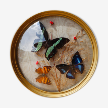 Domed frame with stuffed butterflies