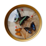 Domed frame with stuffed butterflies