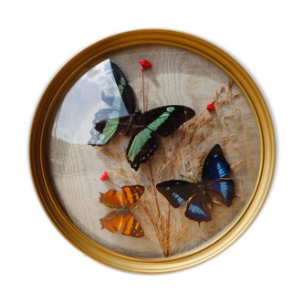Domed frame with stuffed butterflies