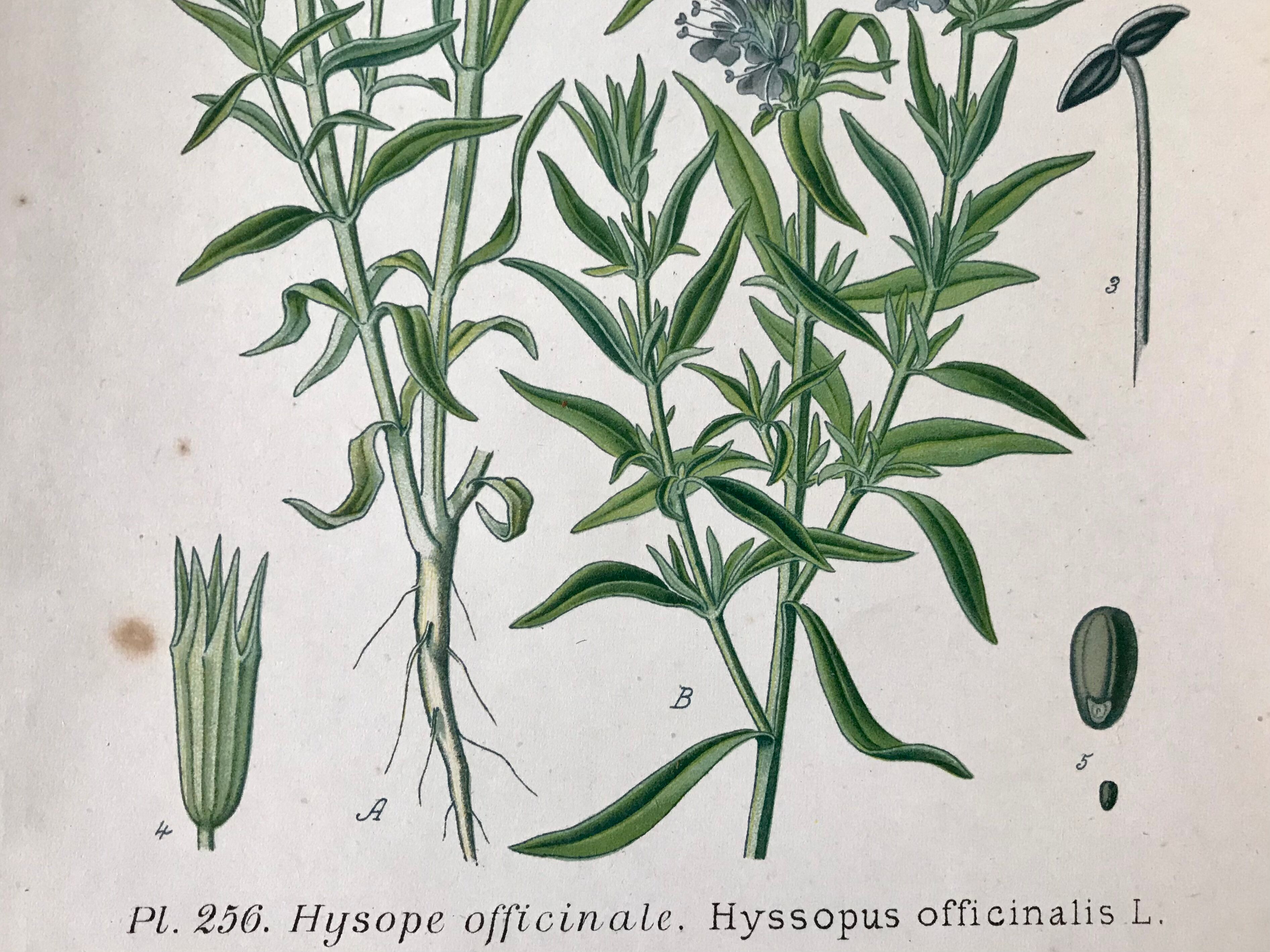 Trio of 19th-century botanical boards