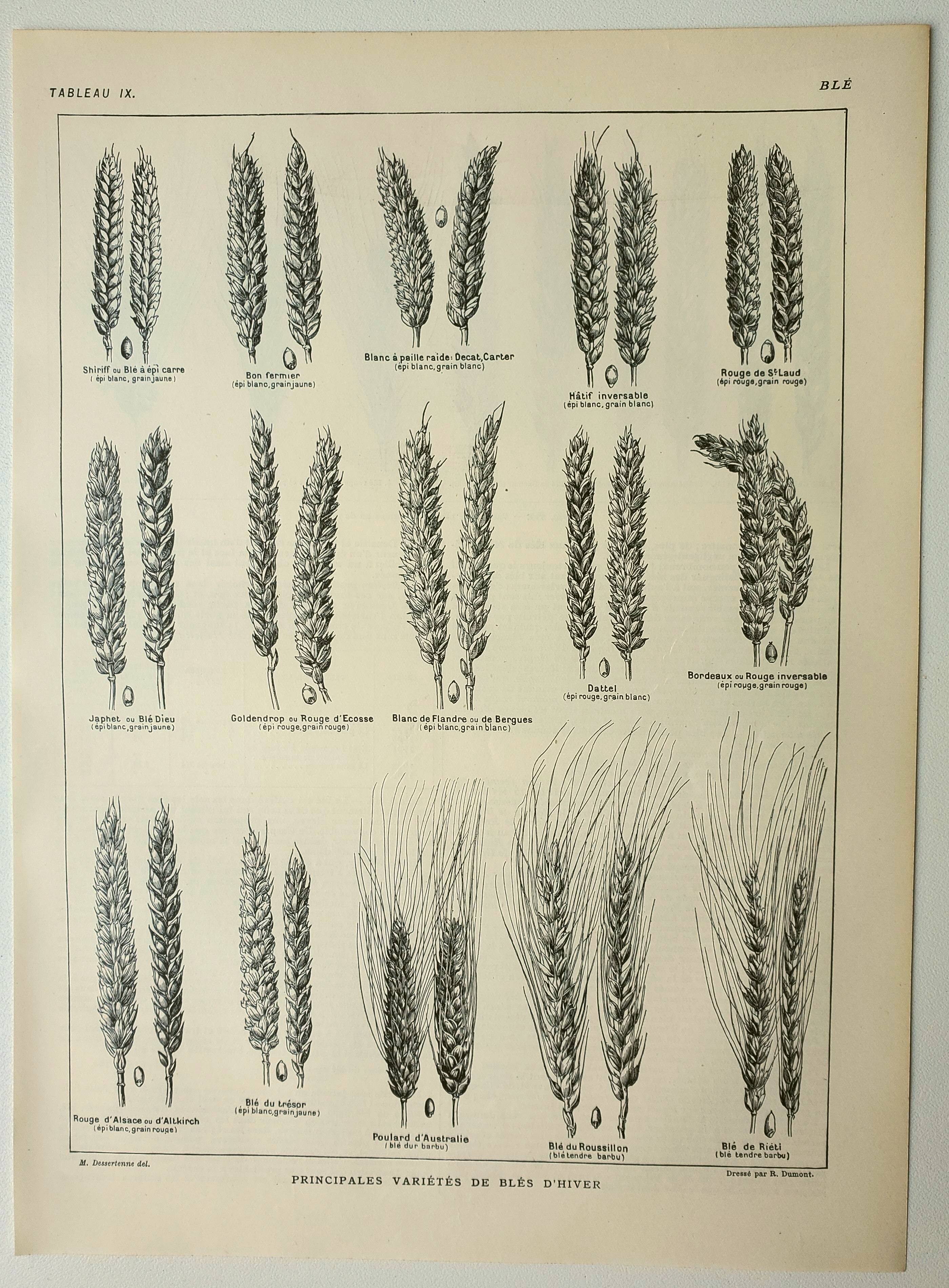 Old engraving 1922, Wheat 1, varieties of wheat, cereals, flour • Lithograph, Original plate