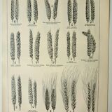 Old engraving 1922, Wheat 1, varieties of wheat, cereals, flour • Lithograph, Original plate