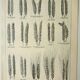 Old engraving 1922, Wheat 1, varieties of wheat, cereals, flour • Lithograph, Original plate