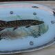 Large French porcelain dish L.C – Painted pike & gilded frieze