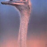 Poster marylène negro 1993 the ostrich