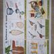 Old vintage botanical school poster 50 years 6 nuts sugar beet