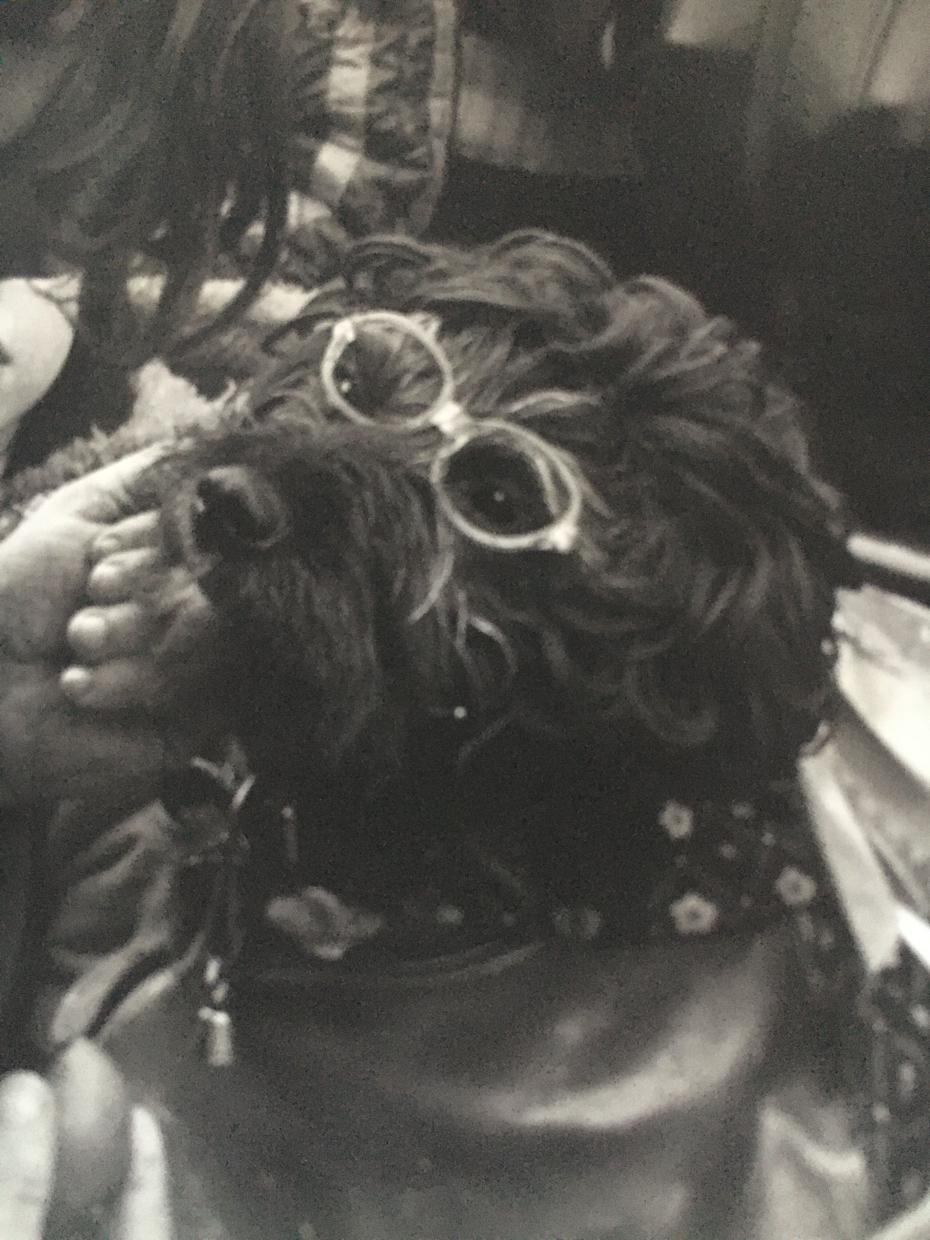 Tirage d’époque années 70. Chien Londres Angleterre