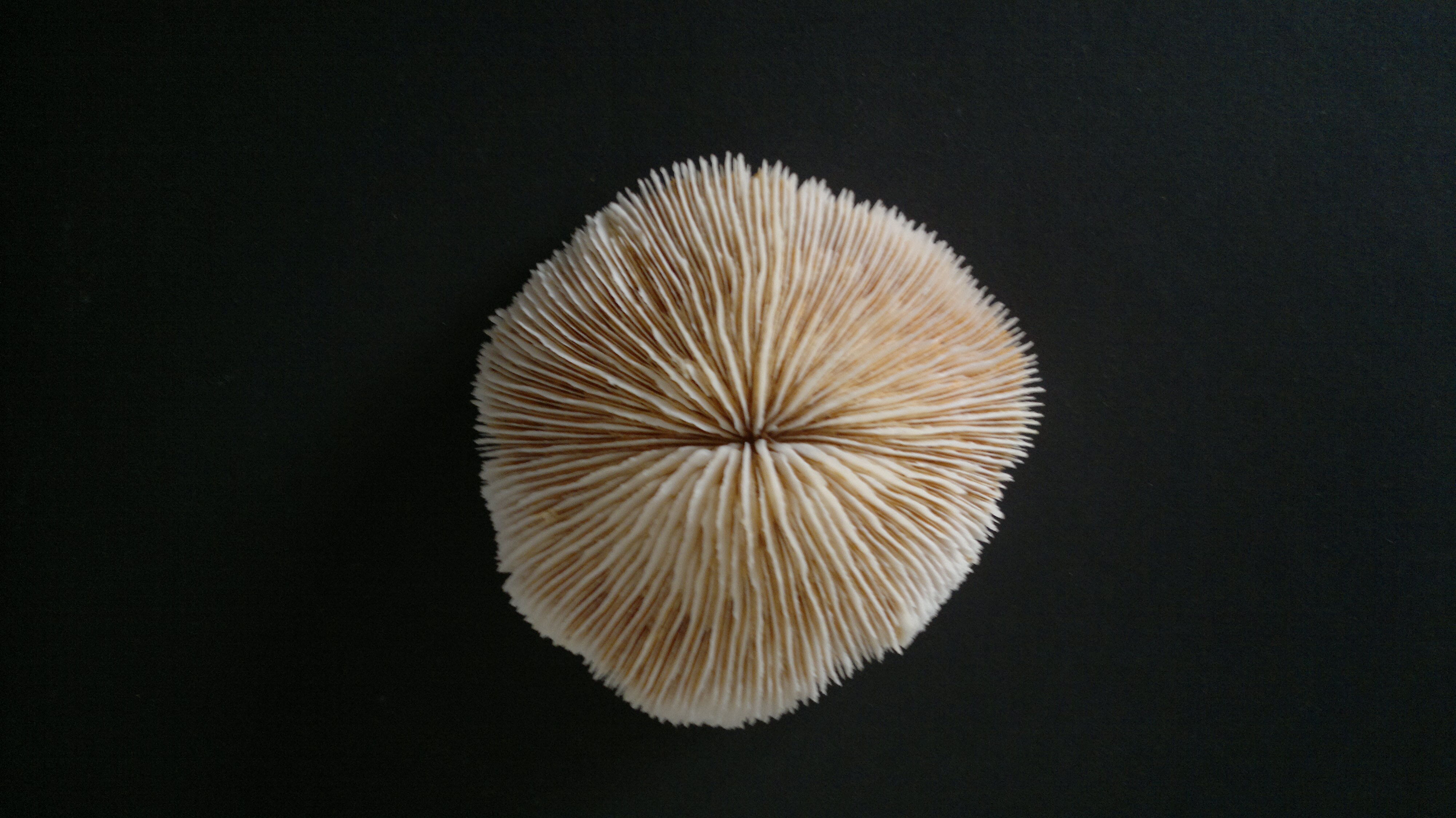 Corail fungia océan indien