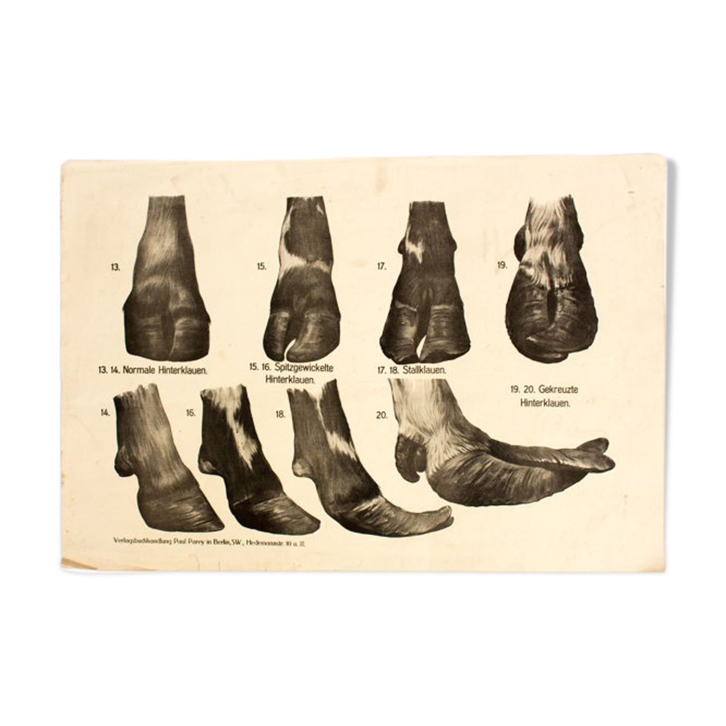 Poster by Dr G Pusch 'Anatomy of cows' 1901