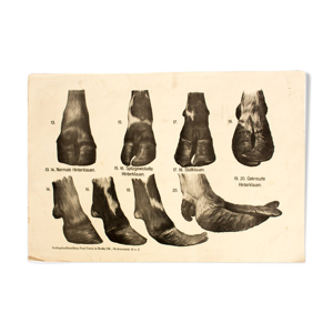 Affiche par Dr G Pusch « Anatomie