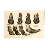 Poster by Dr G Pusch 'Anatomy of cows' 1901