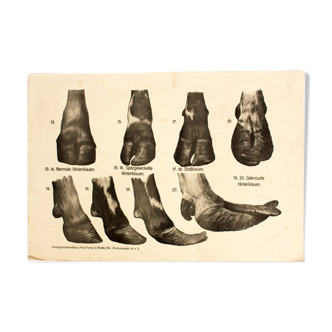 Affiche  par Dr G Pusch « Anatomie de vaches » 1901