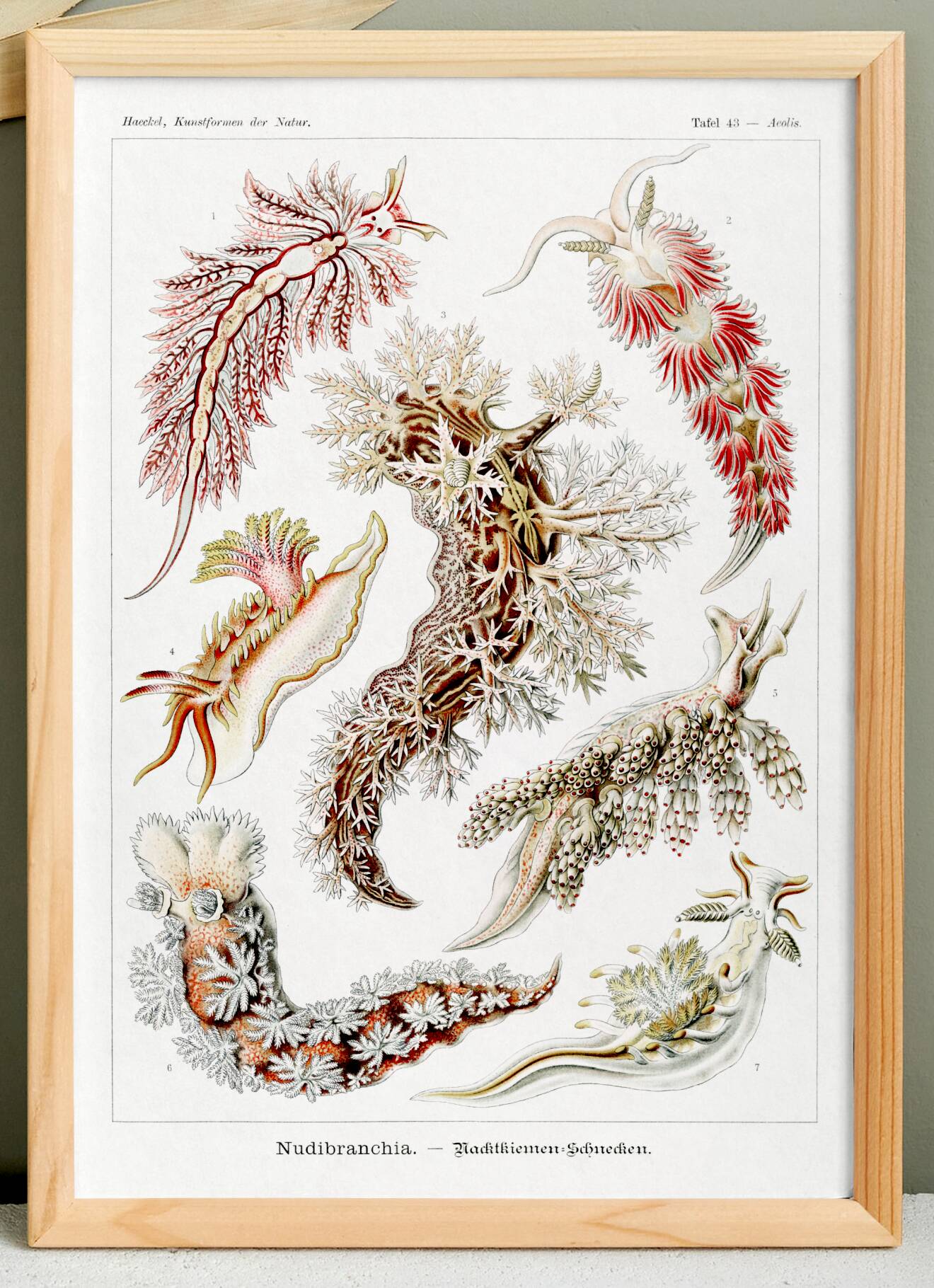Poster about sea slugs, based on an old lithograph from 1904.