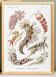 Affiche sur les limaces de mer, d’après une lithographie ancienne de 1904.