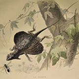 Original zoological plate of 1839 " Dragon & seps "