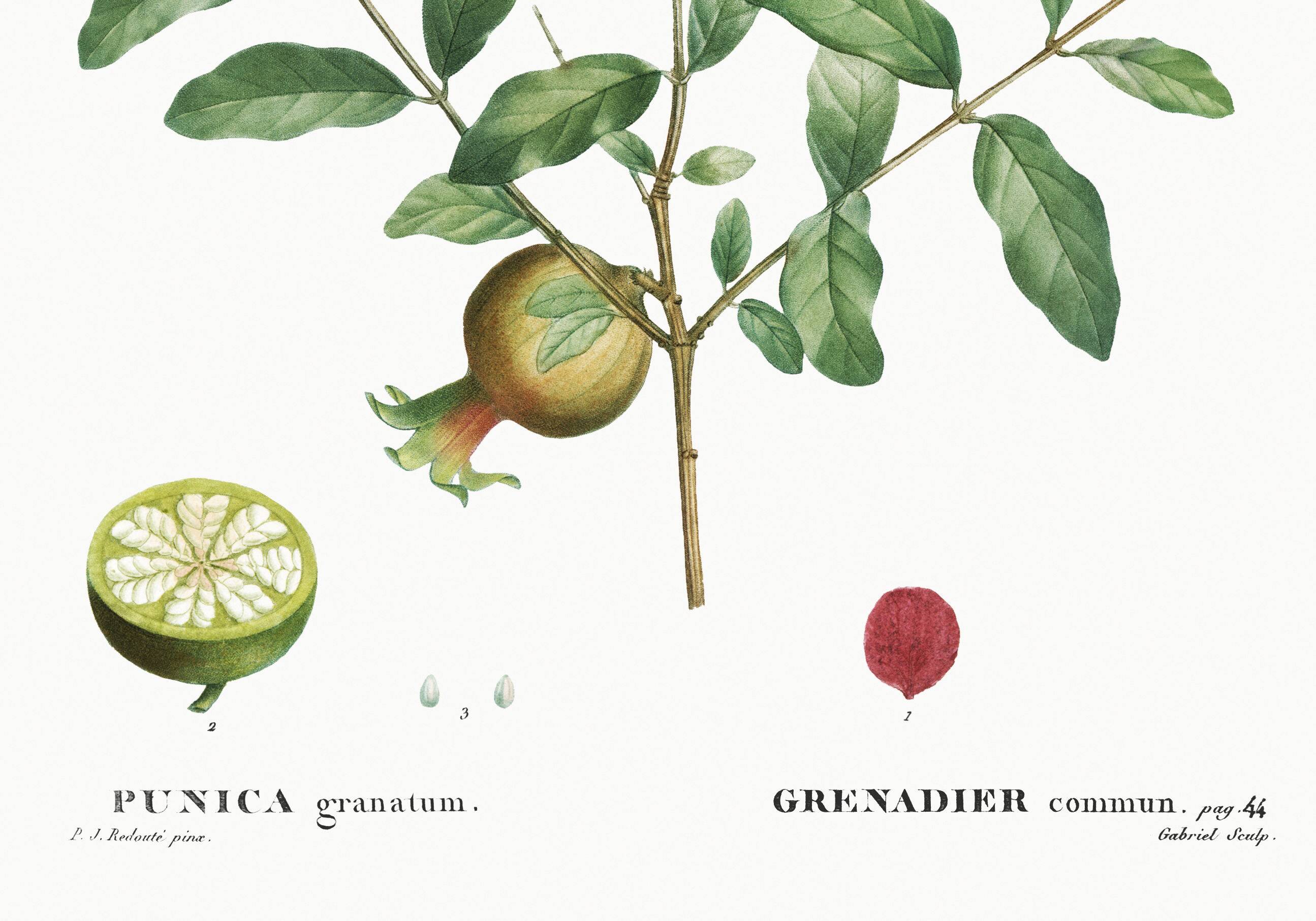 Botanical poster about the pomegranate tree, based on an old engraving from 1802