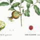 Botanical poster about the pomegranate tree, based on an old engraving from 1802