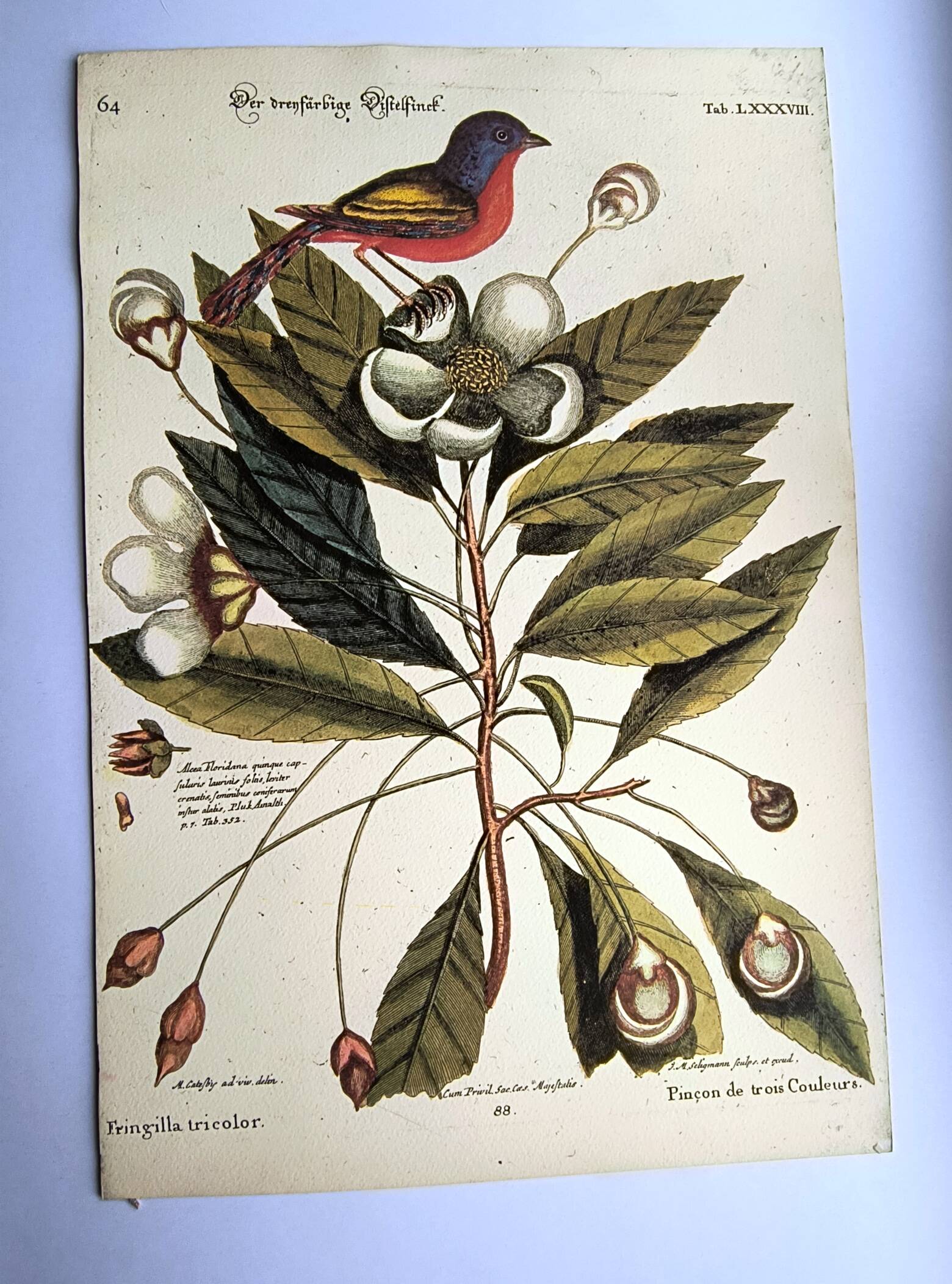 Antique bird engraving - Pincon 3 Colors - Zoological plate by Seligmann