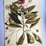 Antique bird engraving - Pincon 3 Colors - Zoological plate by Seligmann