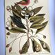 Antique bird engraving - Pincon 3 Colors - Zoological plate by Seligmann