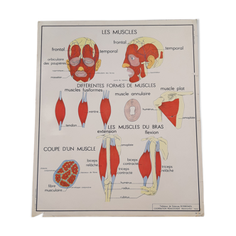 Rossignol educational poster