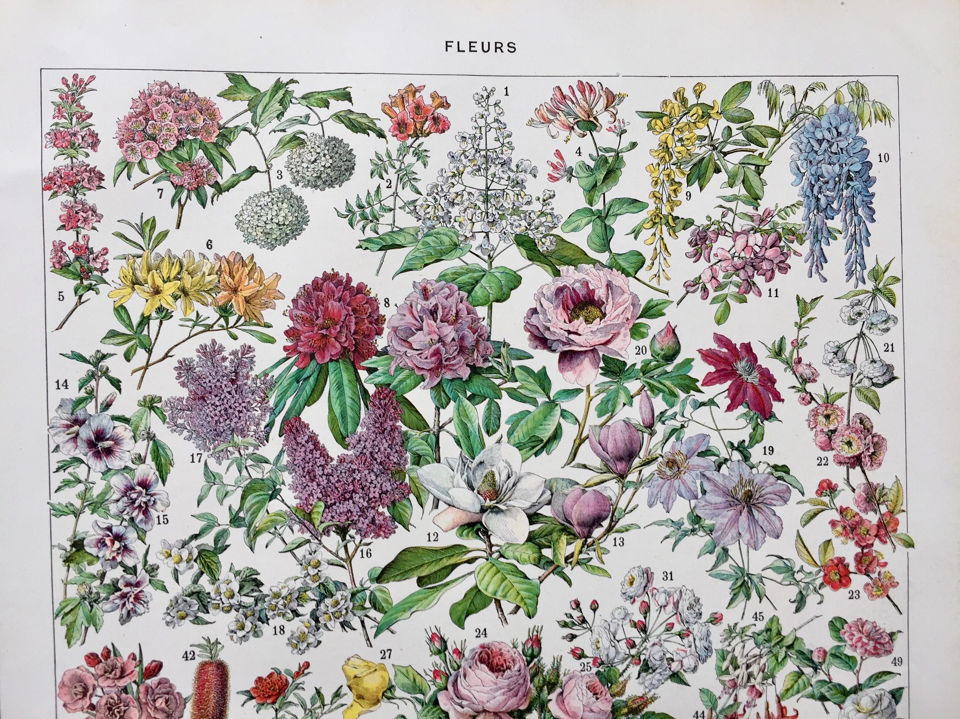 Old illustration Millot "Flowers"