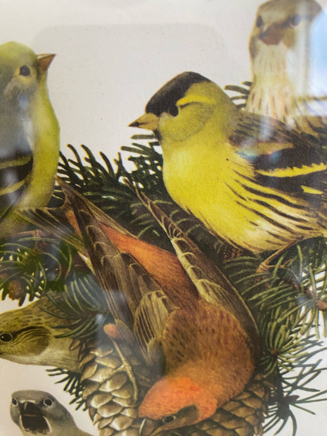 Ornithological plate Hepatior 44