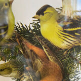 Ornithological plate Hepatior 44