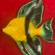 Superb ceramic fish creation albert ferlay vallauris -1970 - 27 x 21 cm